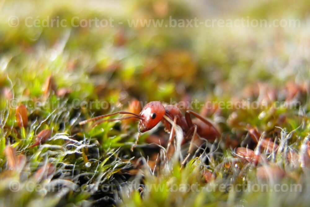 Photographie Nature - Le petit monde du Vivant - Cédric Cortot - BaXT créAction