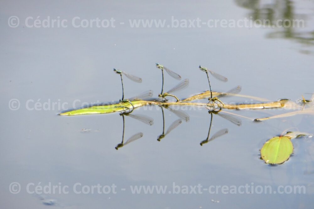 Photographie Nature - Le petit monde du Vivant - Cédric Cortot - BaXT créAction