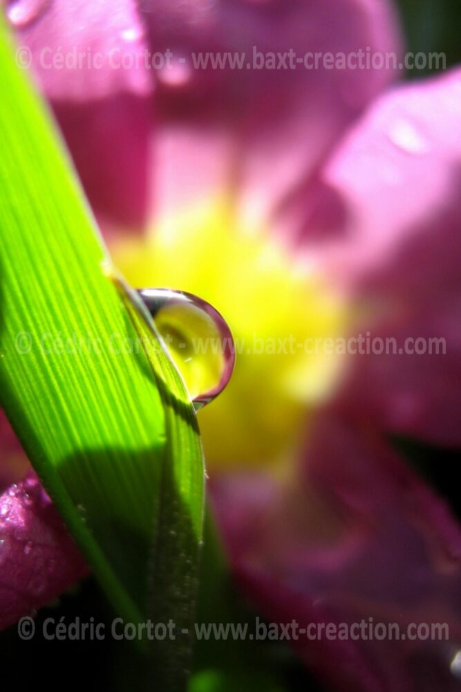 Photographie Nature - Rosée et goutte de pluie - Cédric Cortot - BaXT créAction
