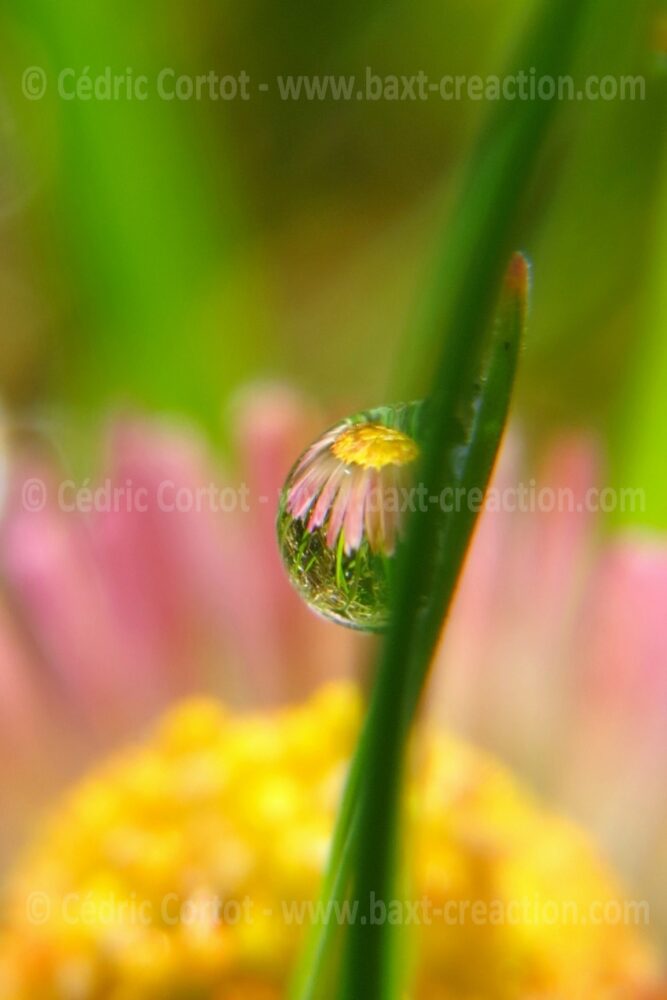Photographie Nature - Rosée et goutte de pluie - Cédric Cortot - BaXT créAction